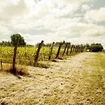 L'uva E Le Stelle Faedis