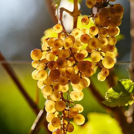 L'uva E Le Stelle Lantgård Faedis