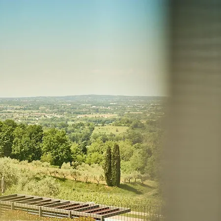 L'uva E Le Stelle Faedis