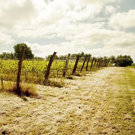L'uva E Le Stelle Faedis