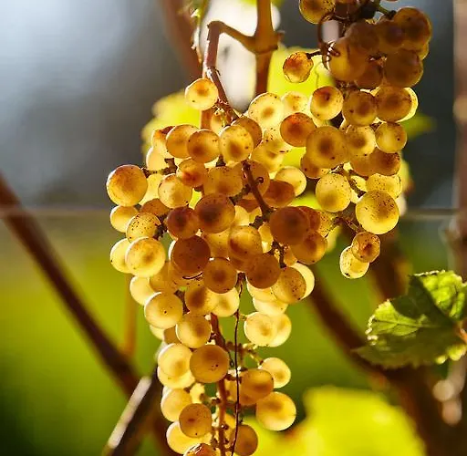 L'uva E Le Stelle Κατάλυμα σε φάρμα Faedis