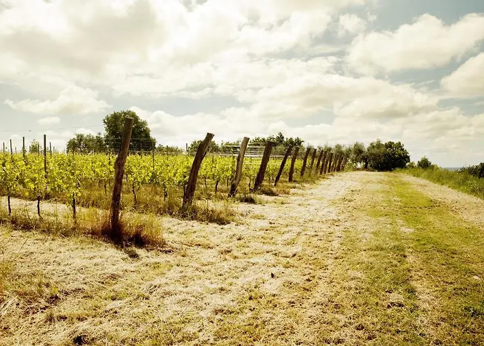 L'uva E Le Stelle Faedis